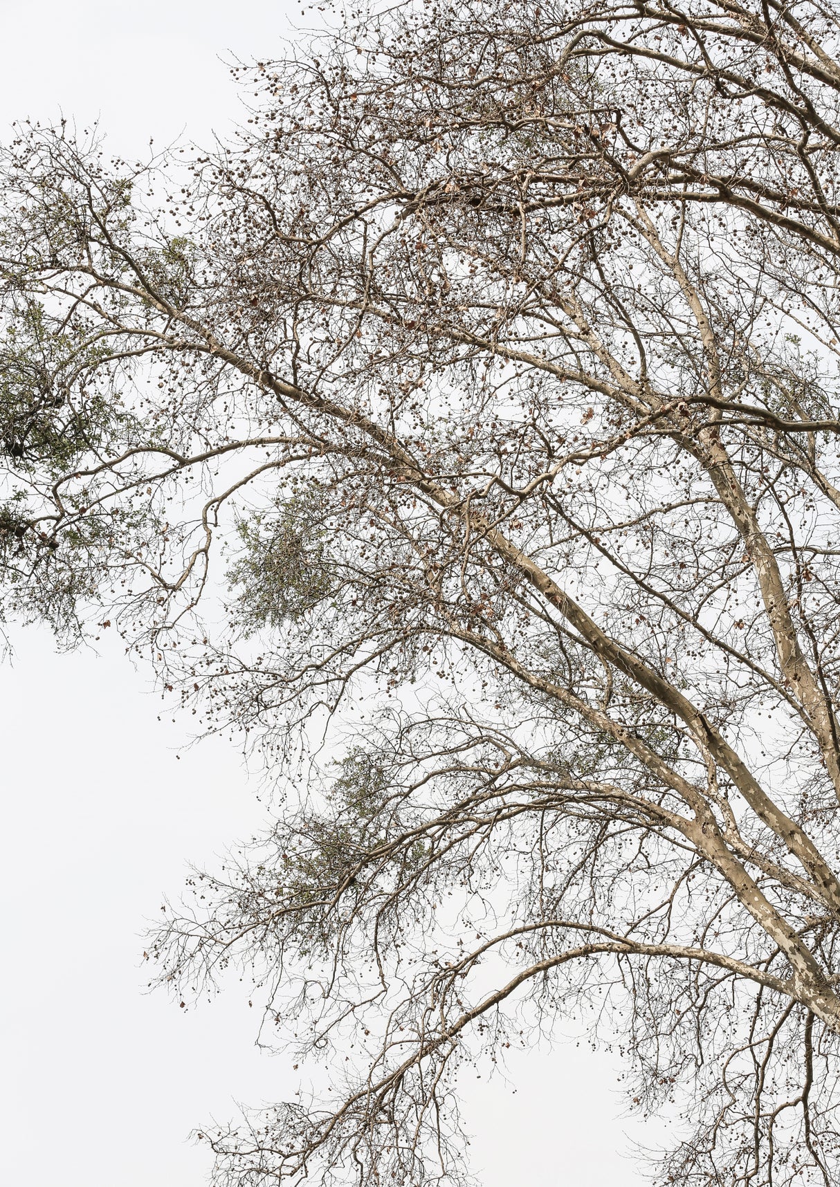 Plain Tree Poster och Canvastavla
