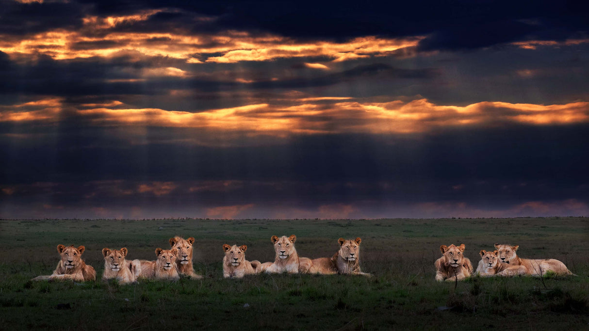 The lion family Poster och Canvastavla