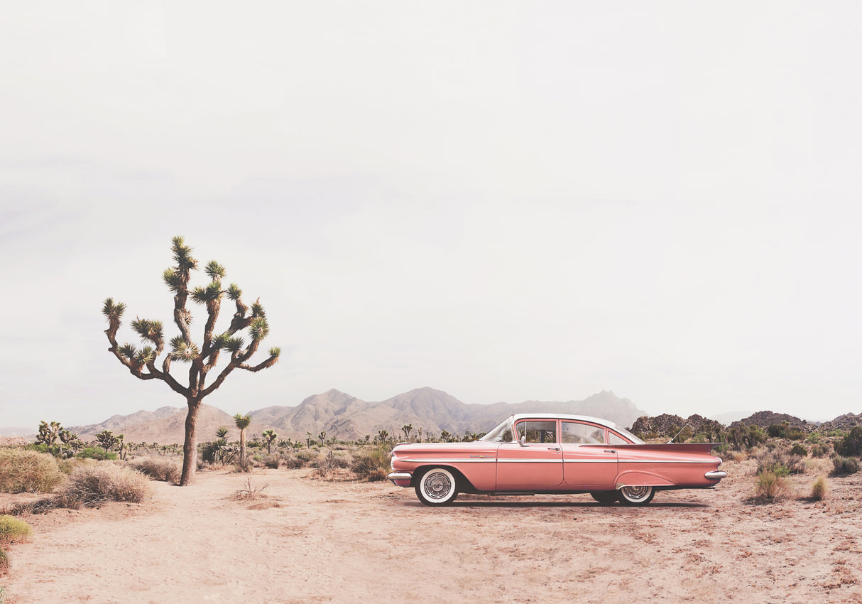 In the desert Poster och Canvastavla