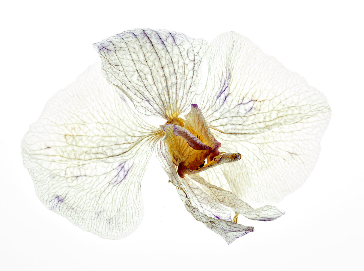 Dry orchid Poster och Canvastavla