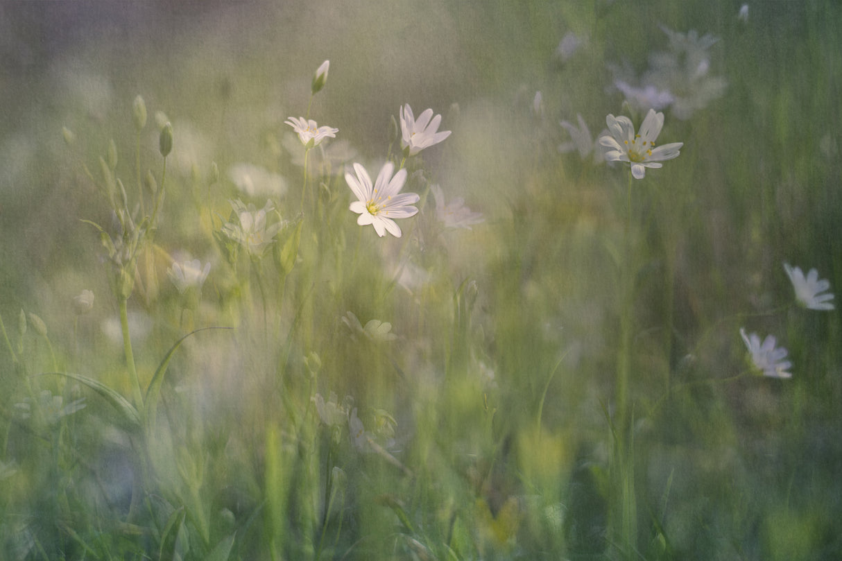 A glade in the woods Poster och Canvastavla