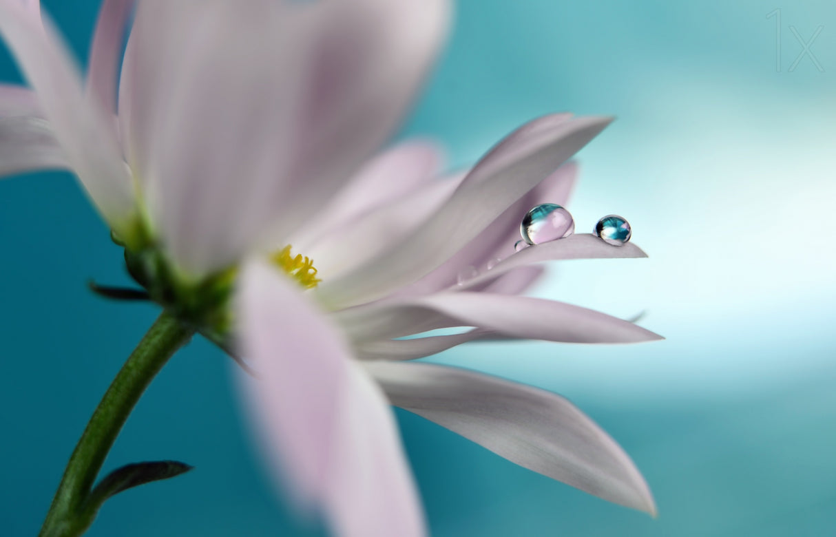 In turquoise Company Poster och Canvastavla