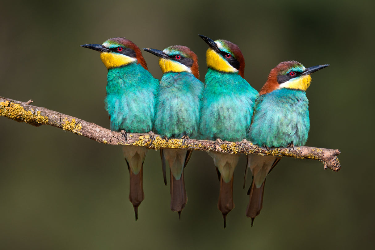 Bee-eater resting Poster och Canvastavla