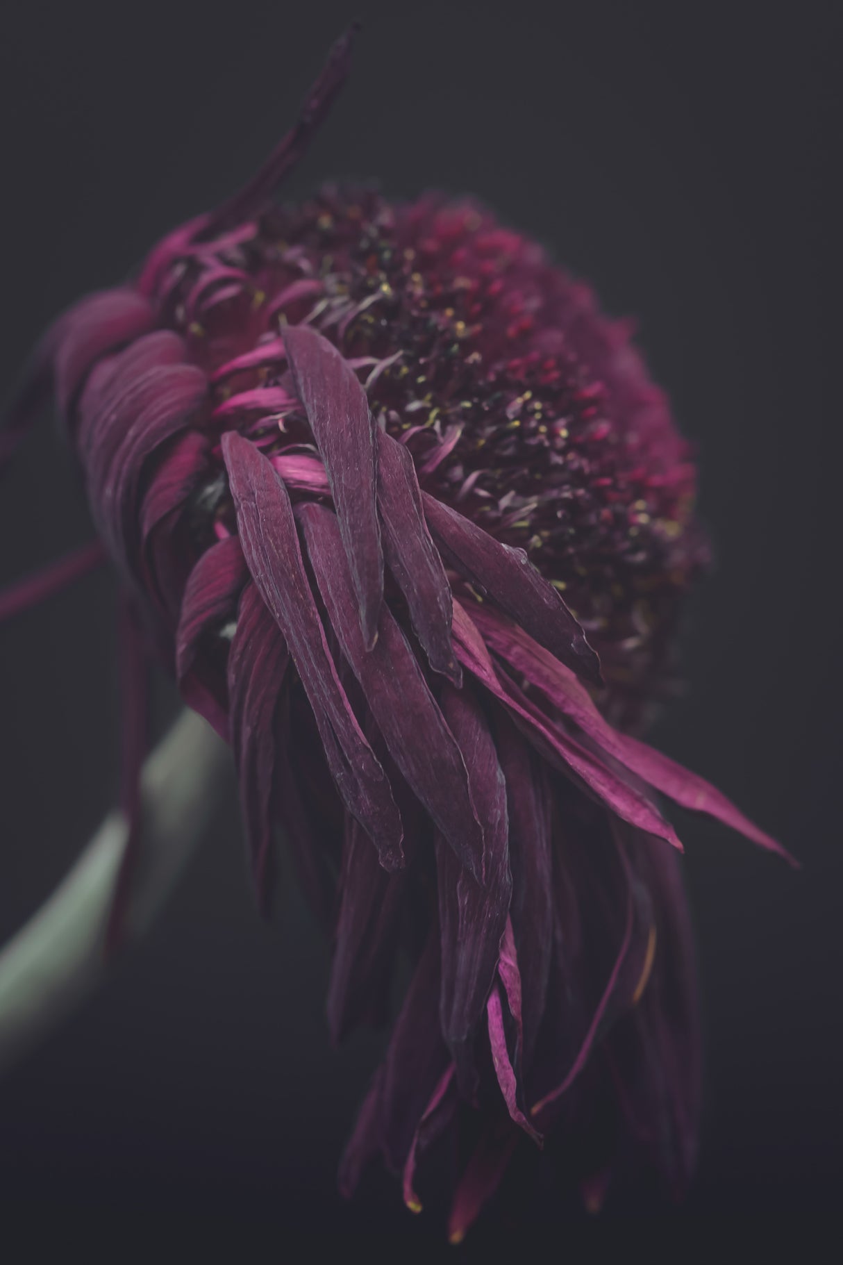 Beauty of a Wilting Daisy Poster och Canvastavla