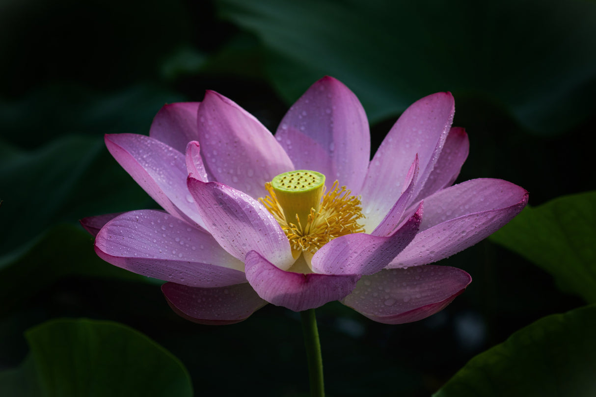 Lotus 2 Poster och Canvastavla