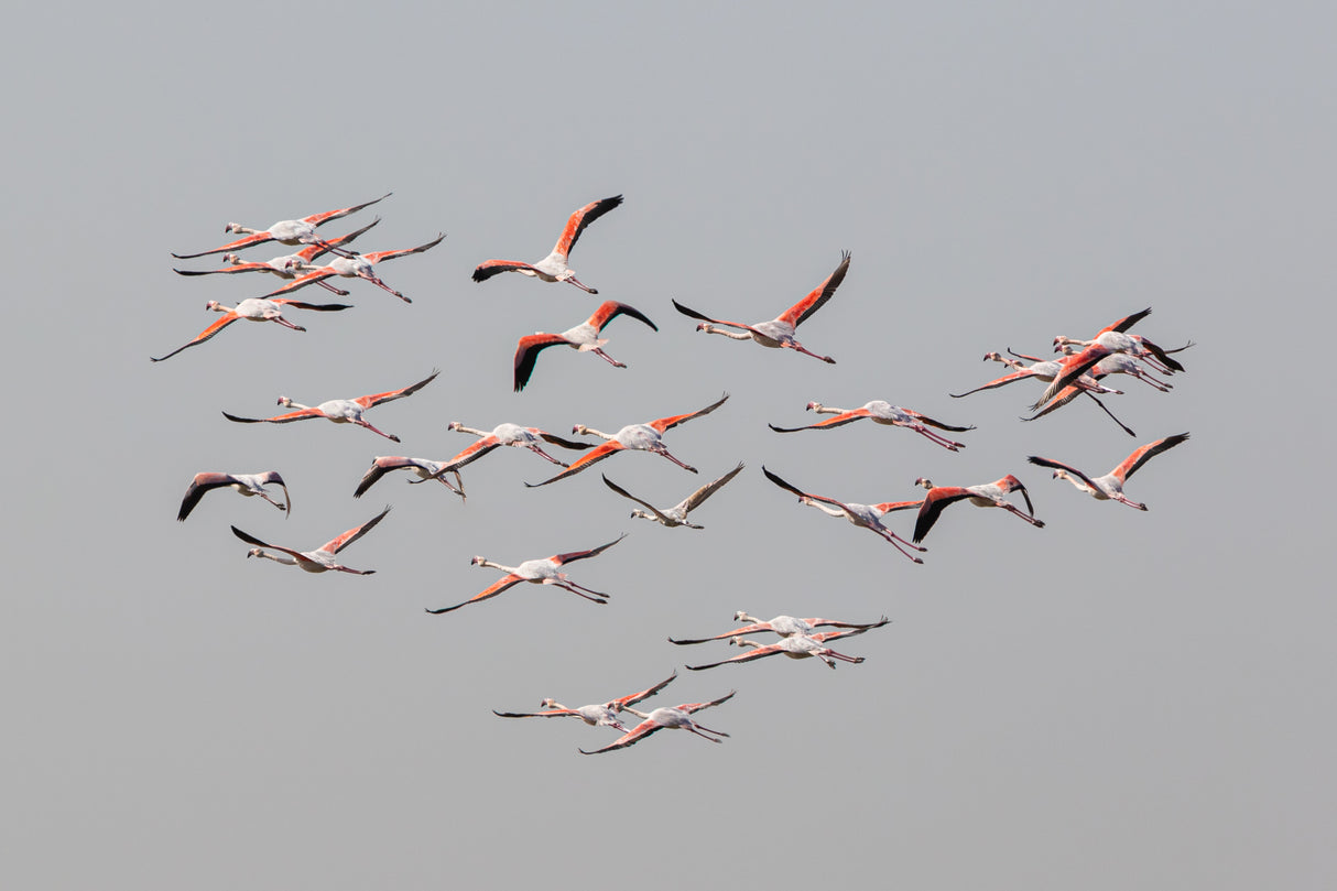 Greater Flamingos in flight Poster och Canvastavla