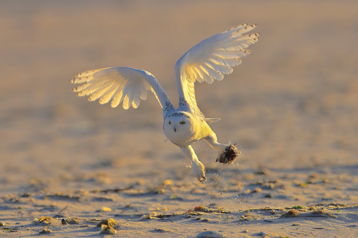 Snowy Owl Poster och Canvastavla