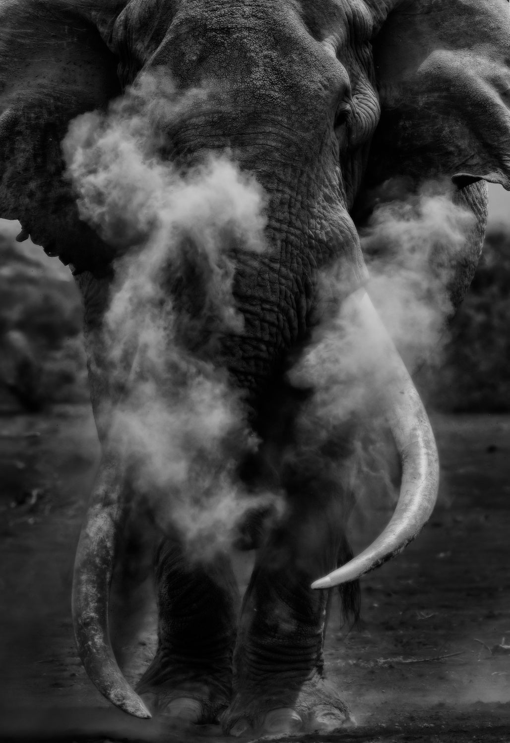 Tim, the big tusker Poster och Canvastavla