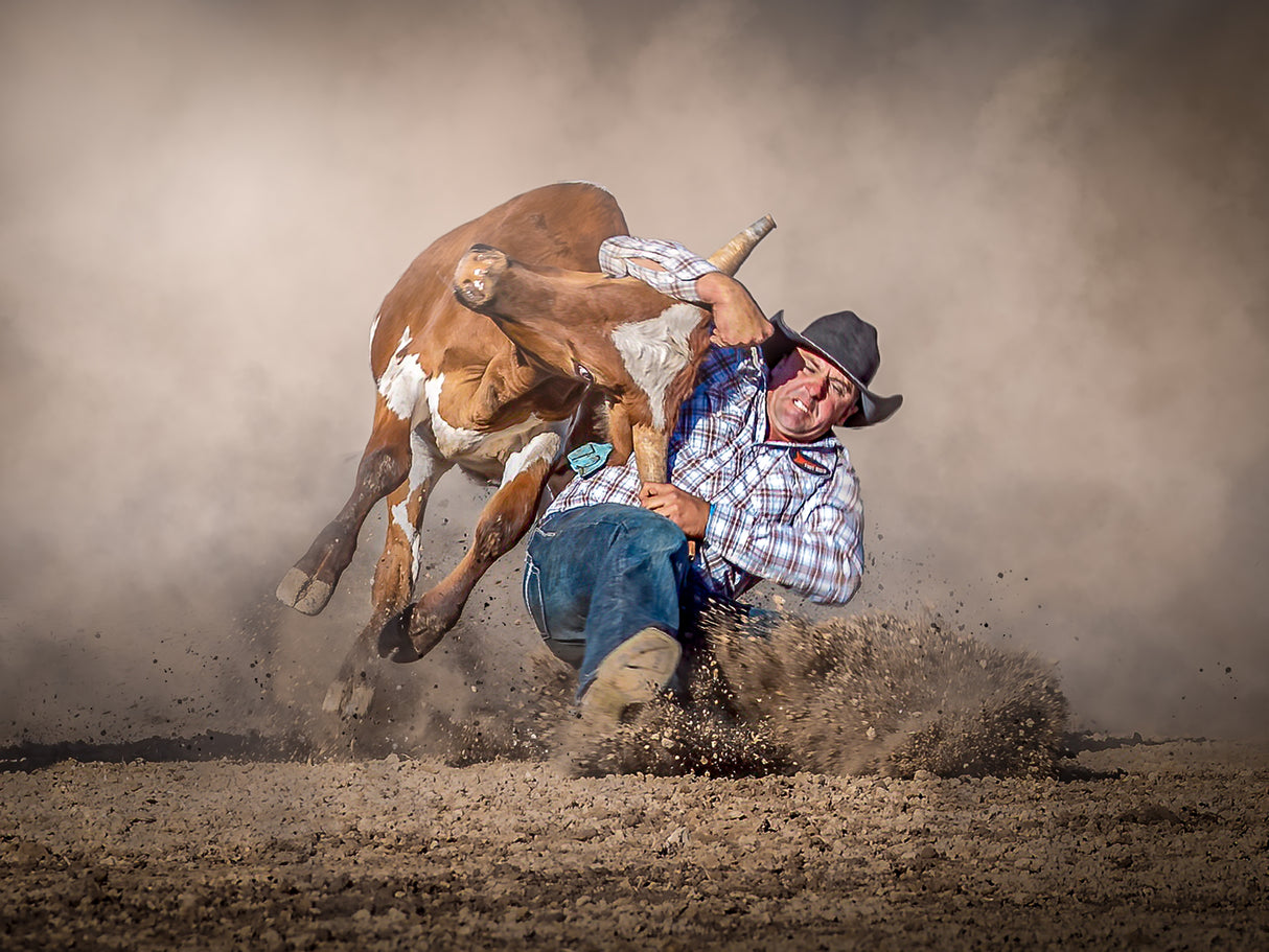 Steer Wrestling Poster och Canvastavla