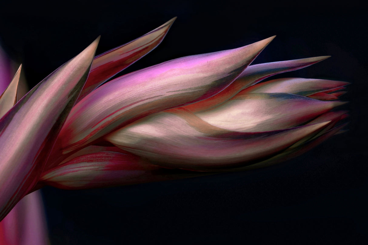 The tip of the Mexican Lily Poster och Canvastavla