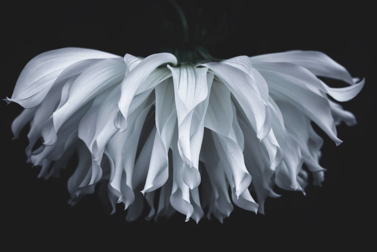 Flare flower Poster och Canvastavla