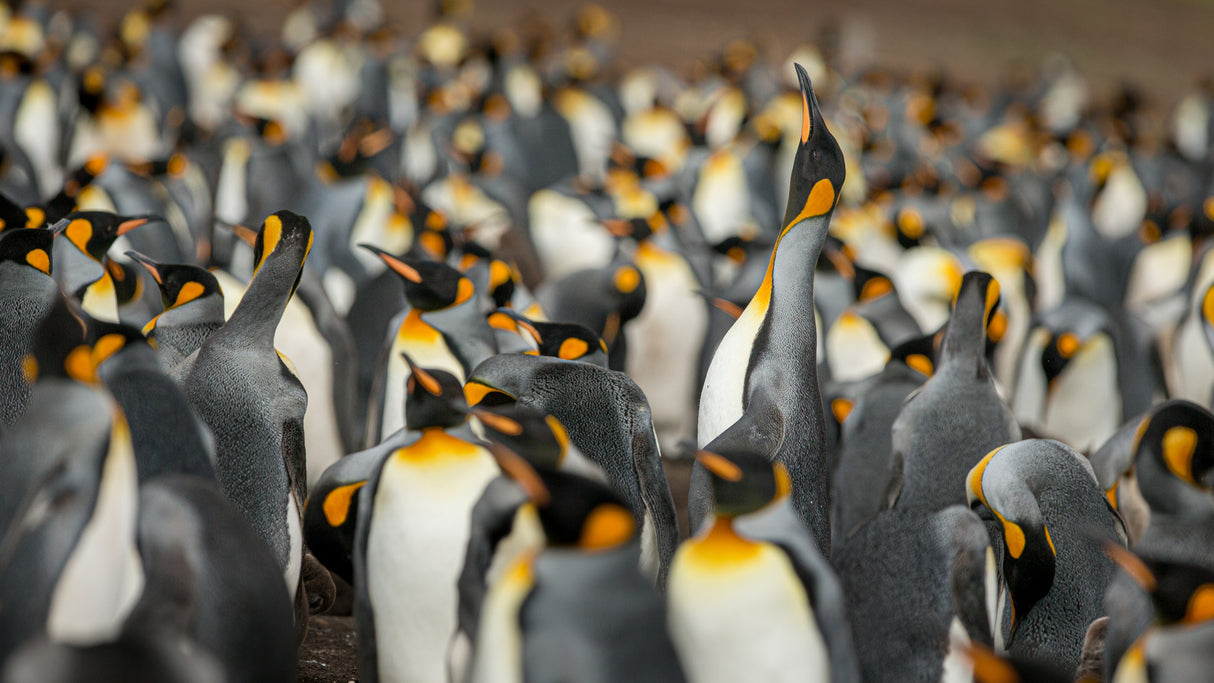 King penguin colony Poster och Canvastavla