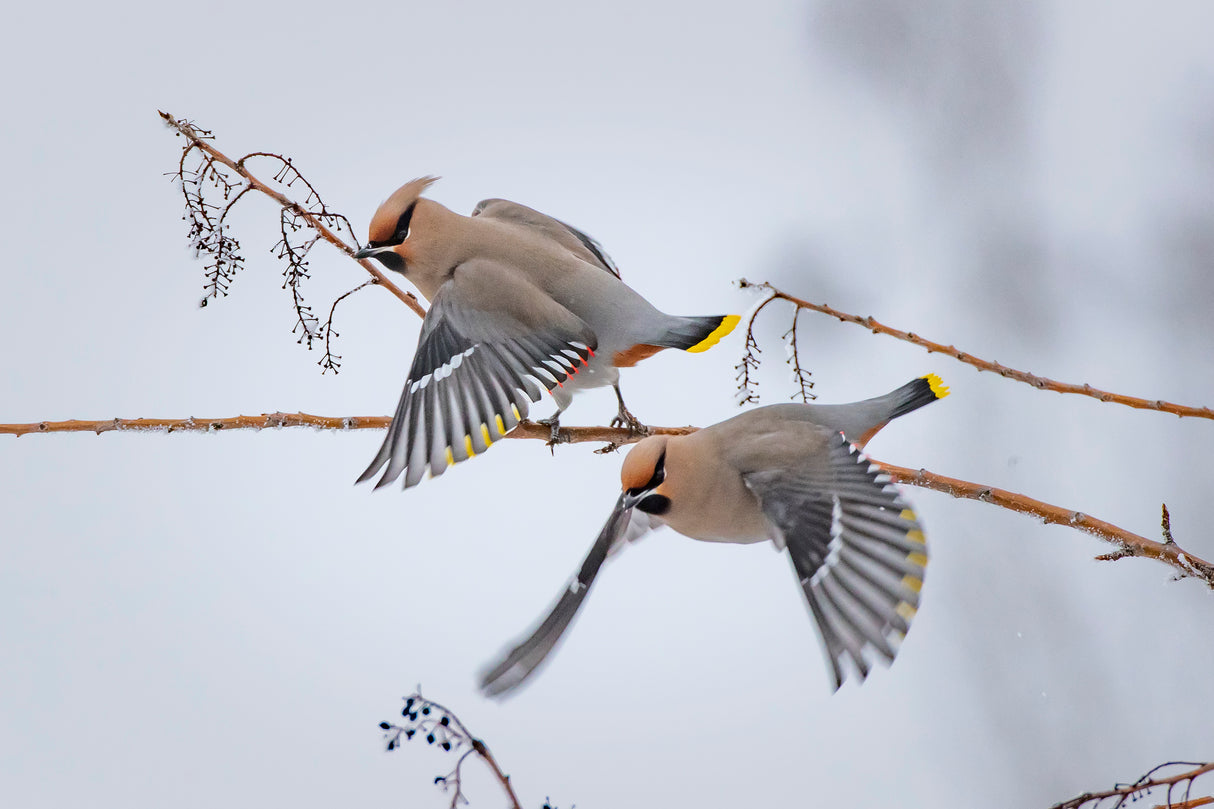 Bohemian waxwings Poster och Canvastavla