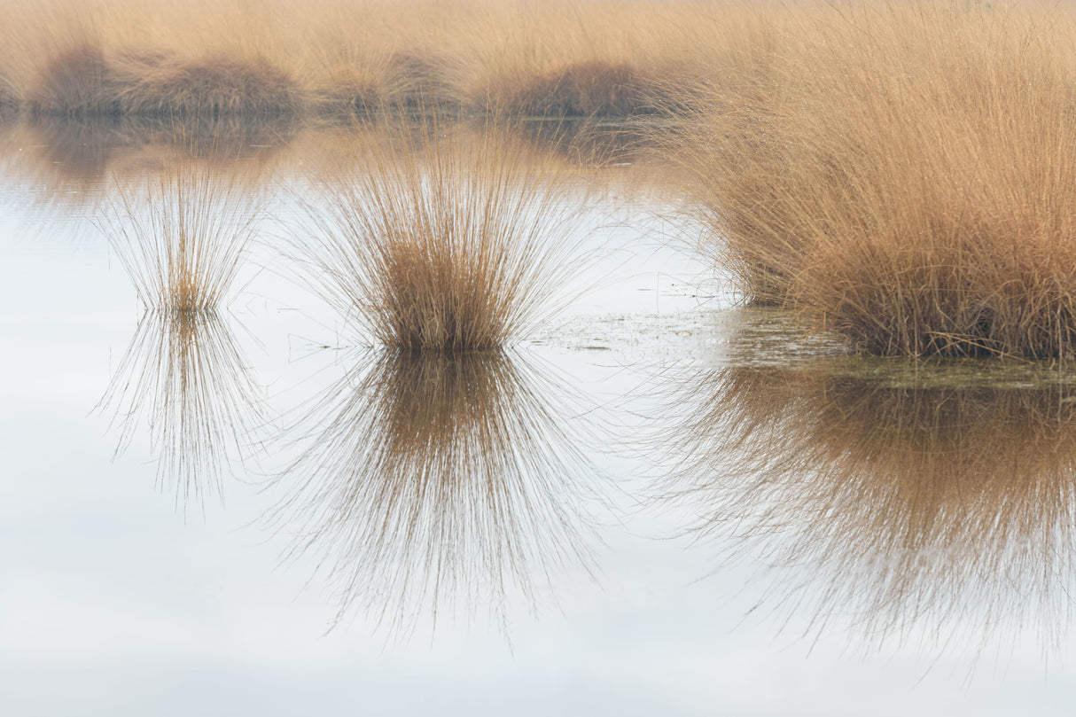 Piping straw Poster och Canvastavla