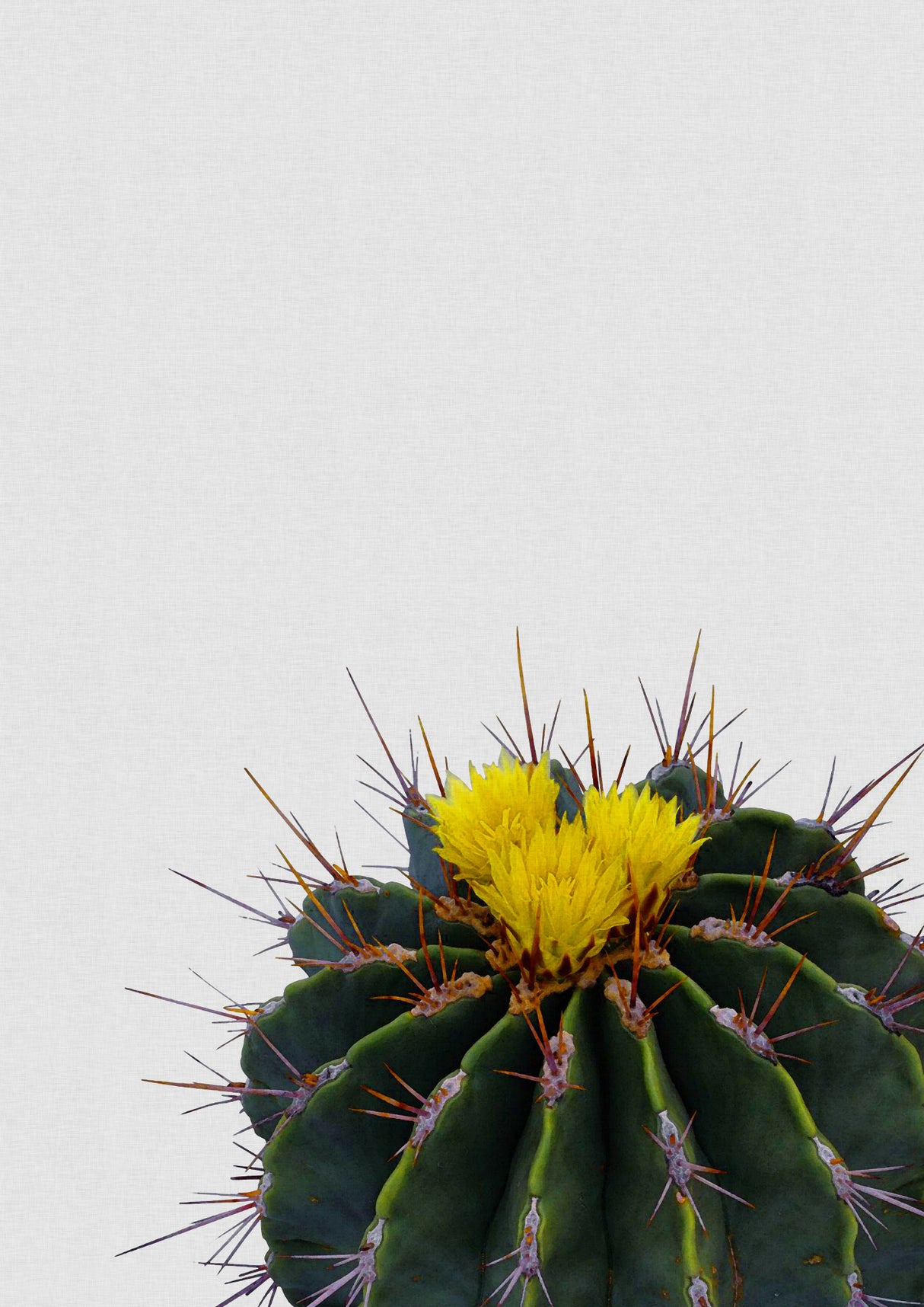 Flower Cactus Poster och Canvastavla