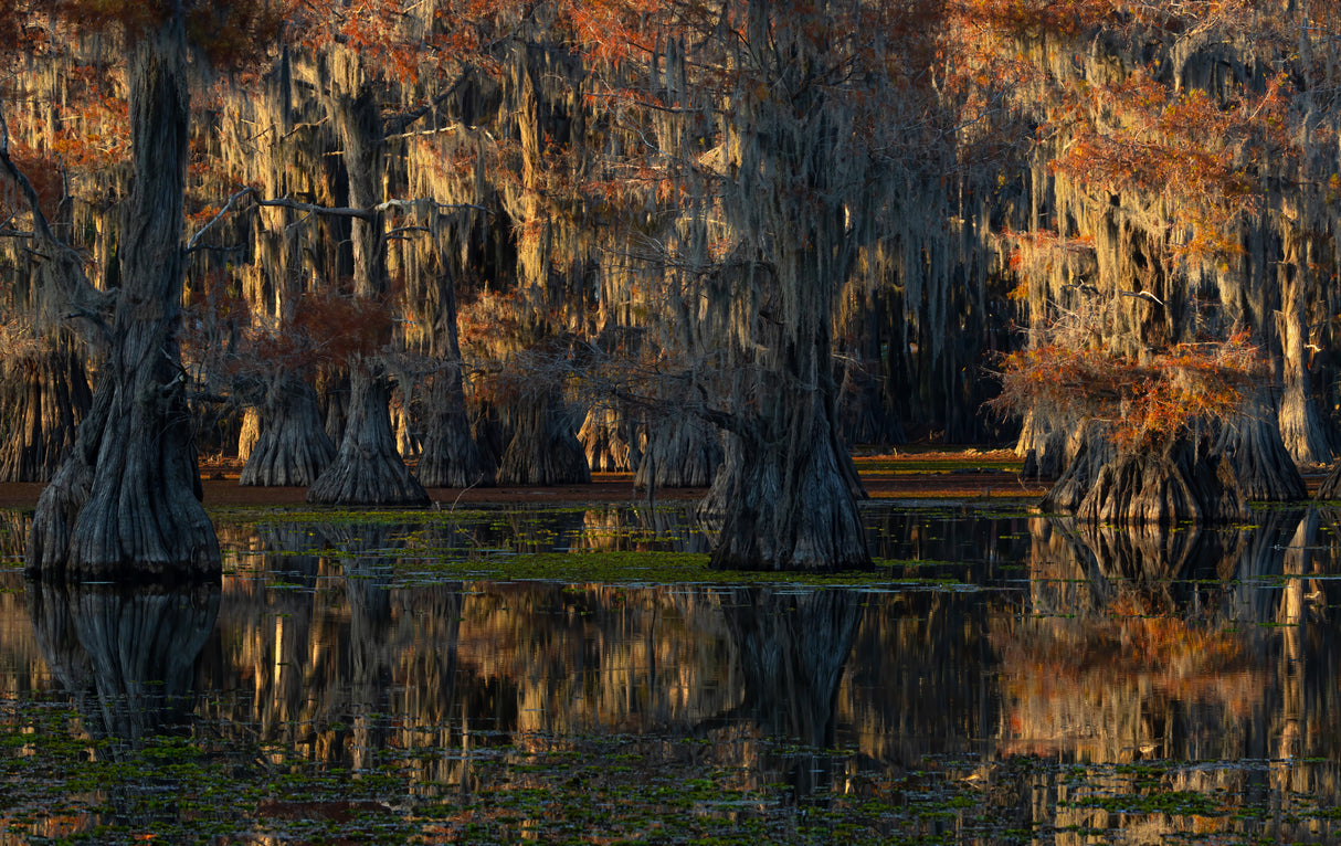 caddo lake Poster och Canvastavla