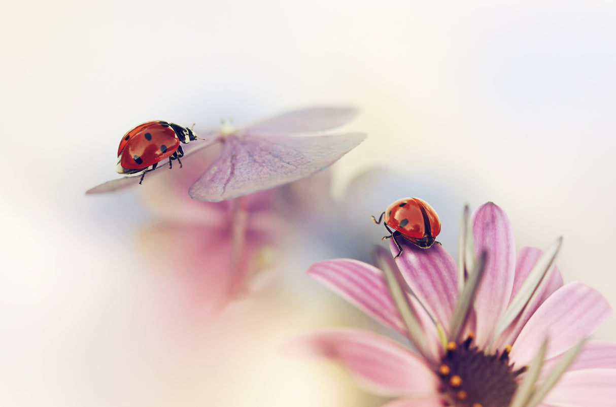 Last days of summer Poster och Canvastavla