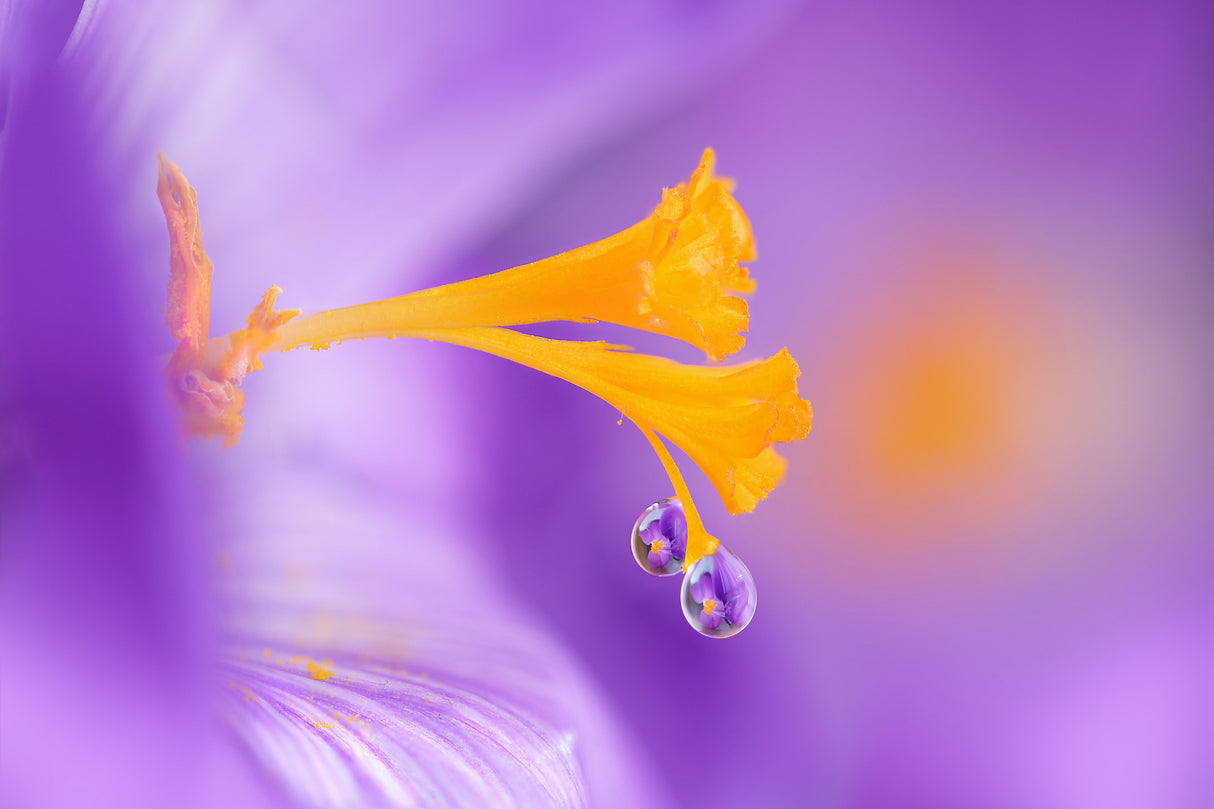 Purple Poster och Canvastavla