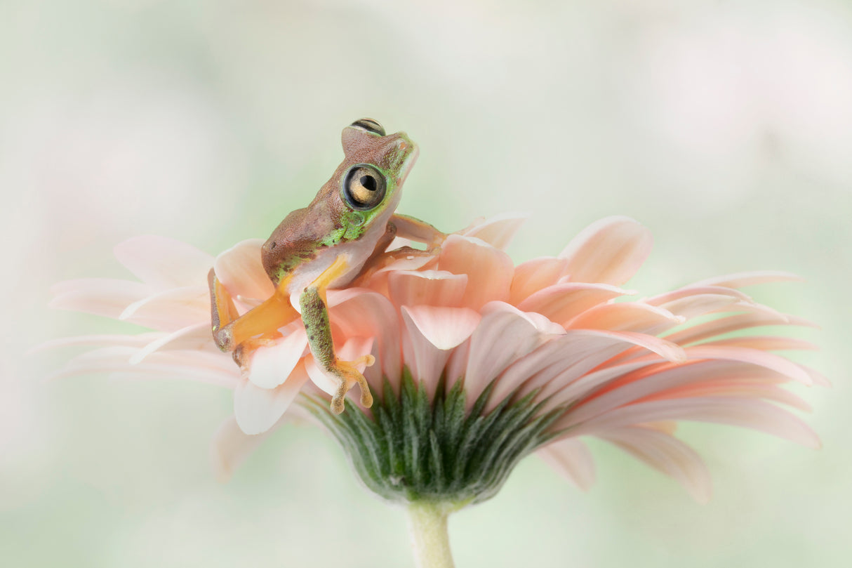 Lemur Frog on a Gerbera Flower Poster och Canvastavla