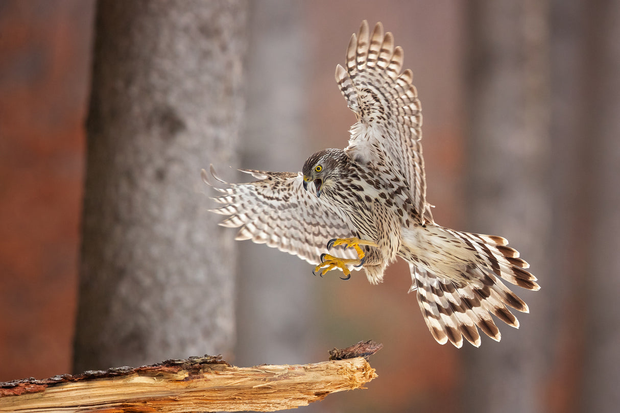 Northern goshawk Poster och Canvastavla