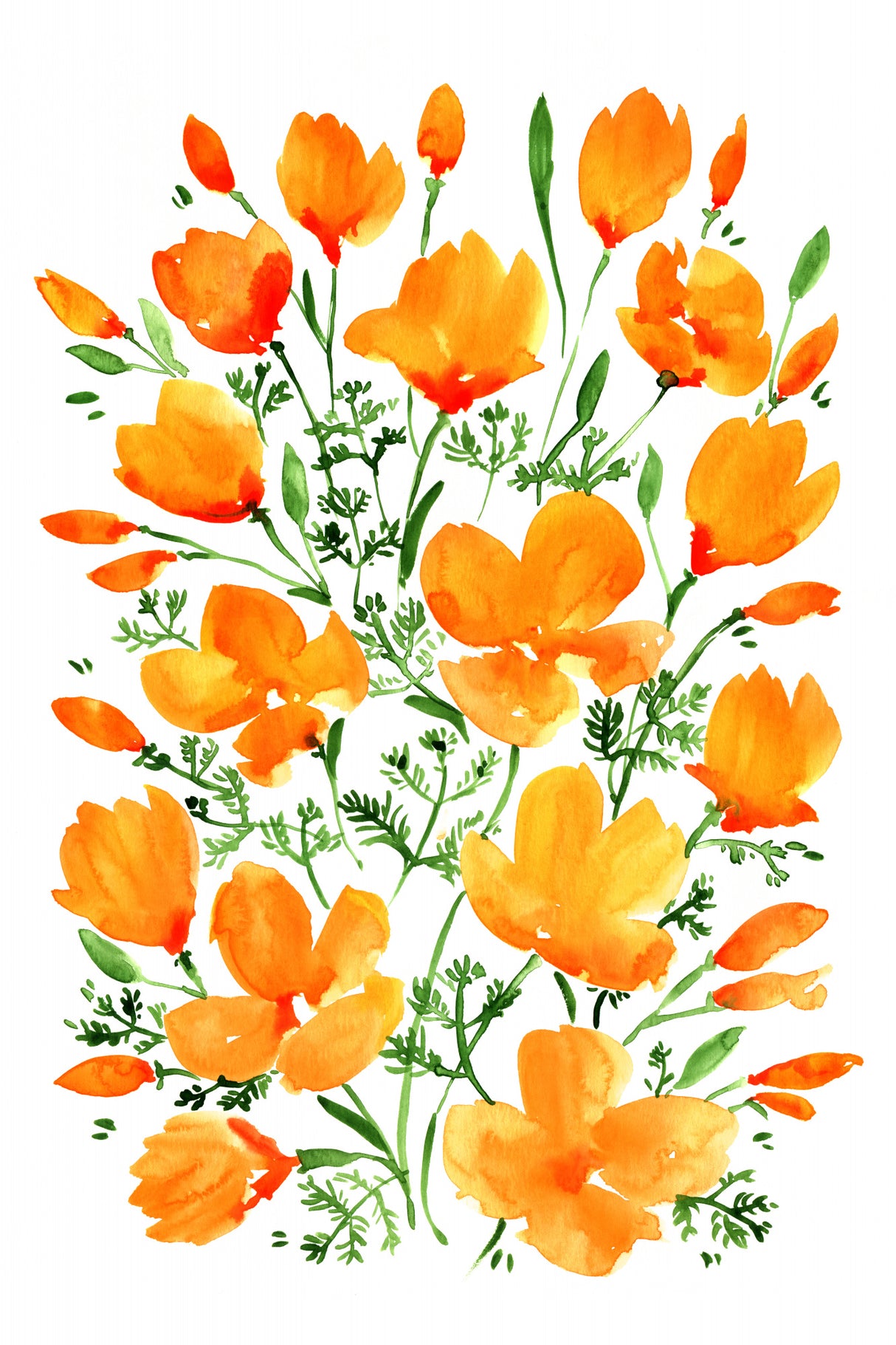 Watercolor California poppies Poster och Canvastavla