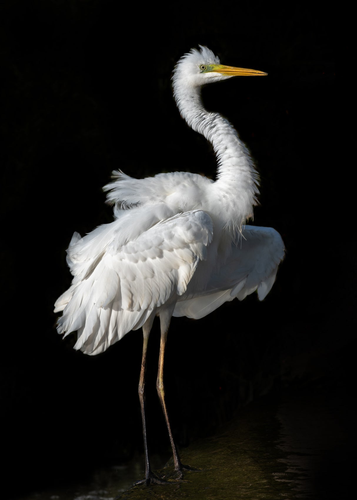 Ardea alba Poster och Canvastavla