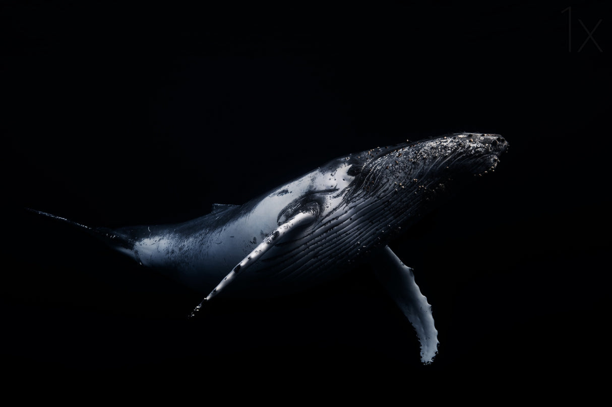Black & Whale Poster och Canvastavla