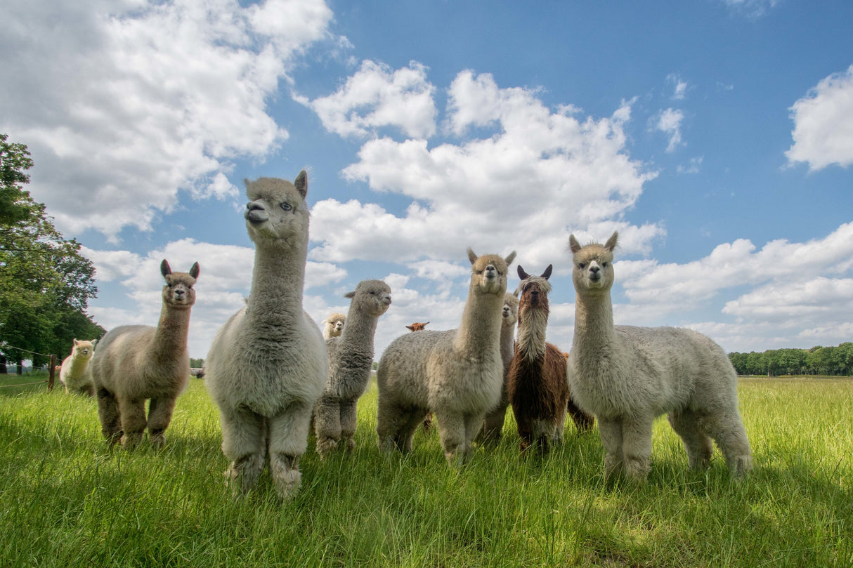 Send in the Alpaca's! Poster och Canvastavla