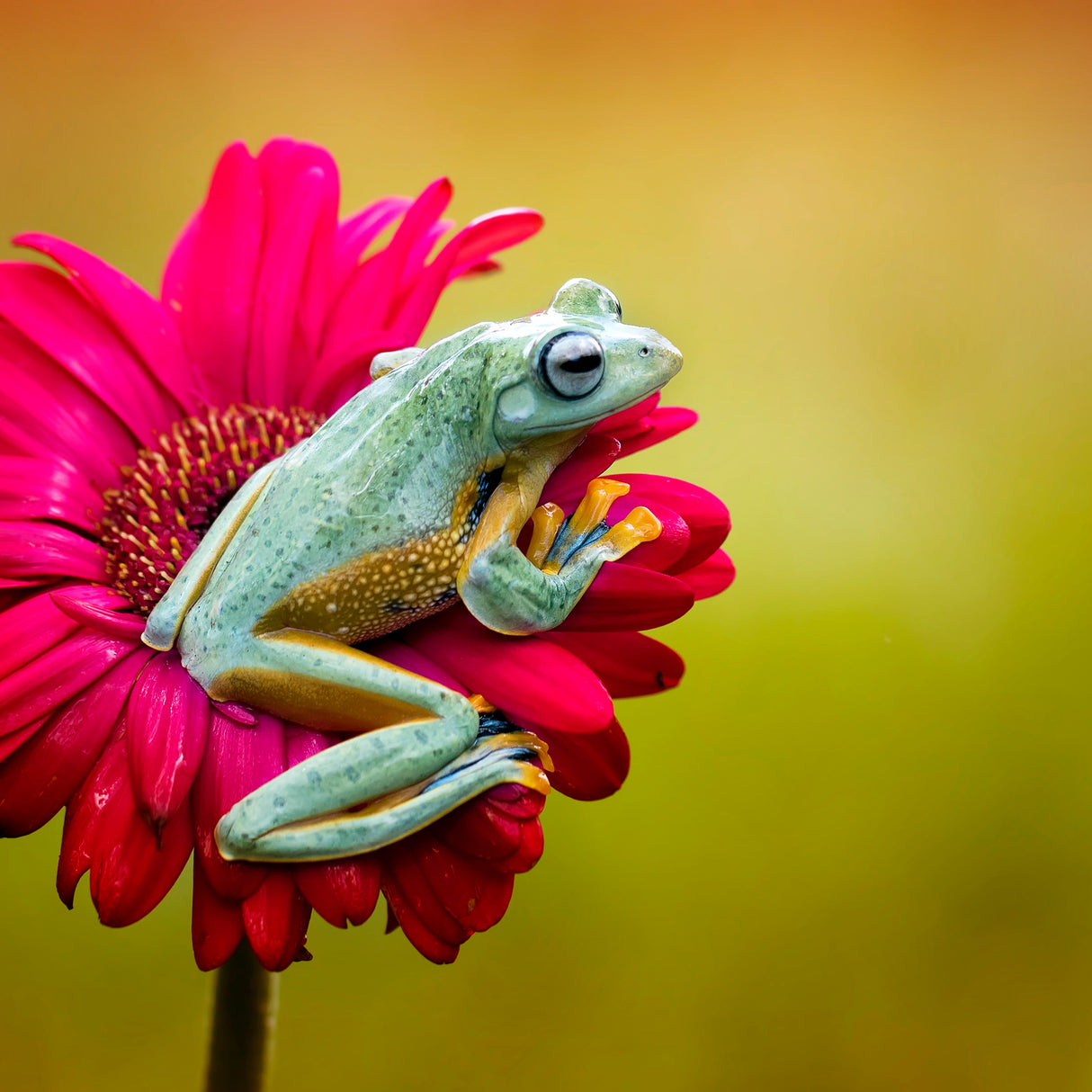 Pretty Frog Poster och Canvastavla