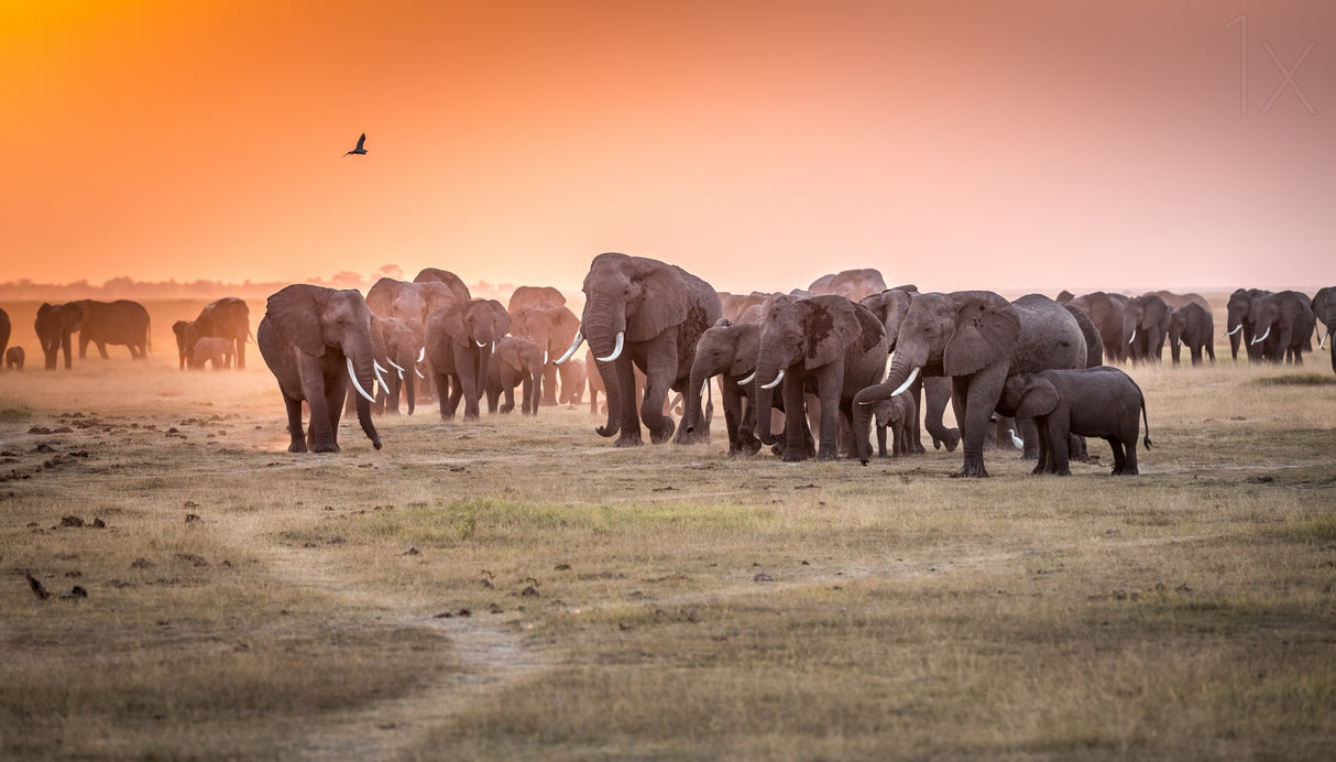 Amboseli Morning Stroll to Starbucks Poster och Canvastavla