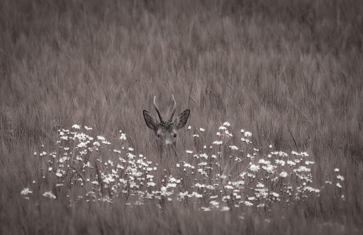 Hidden behind flowers Poster och Canvastavla