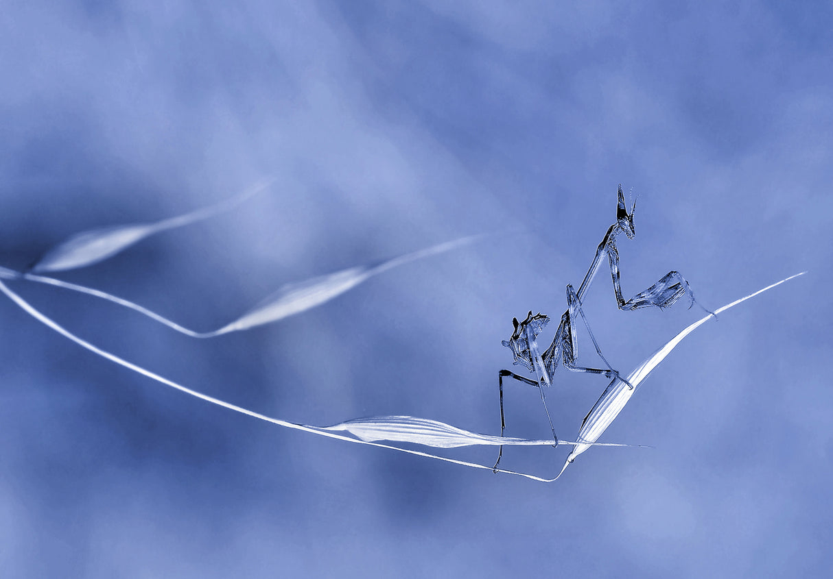 As light as air... Poster och Canvastavla