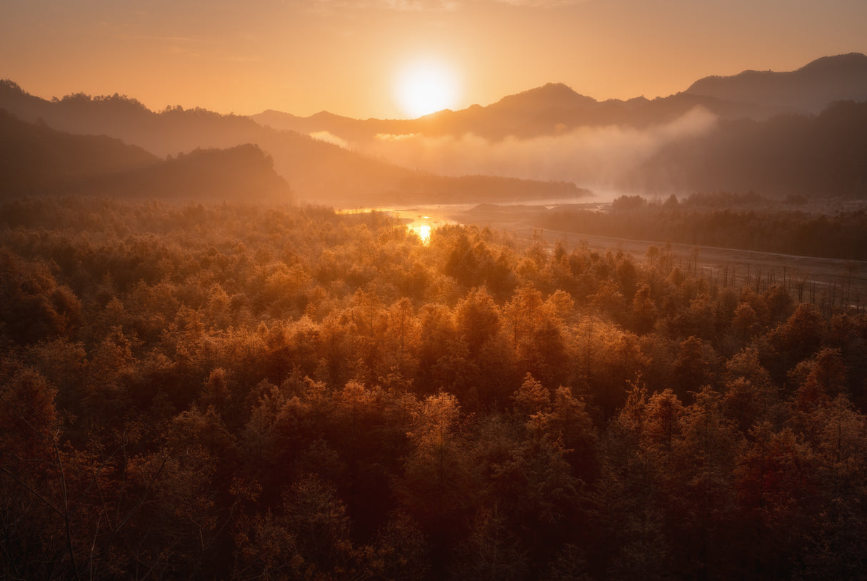 Red forest Poster och Canvastavla