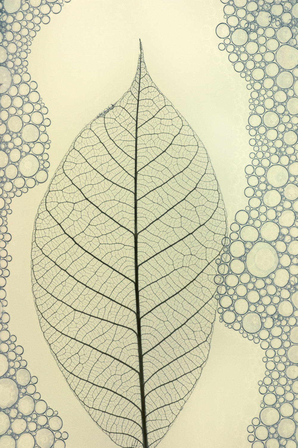 leaf Poster och Canvastavla