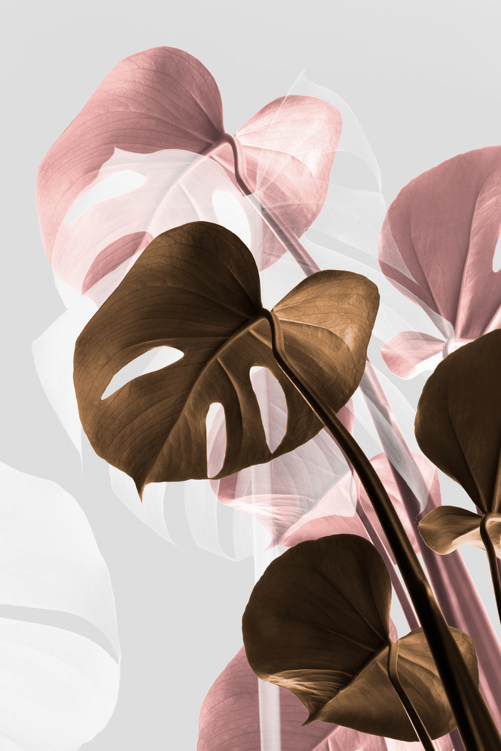 Monstera Creative 11 Poster och Canvastavla