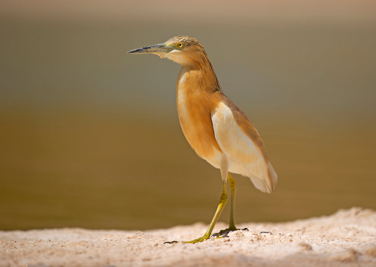 Squacco Heron Poster och Canvastavla
