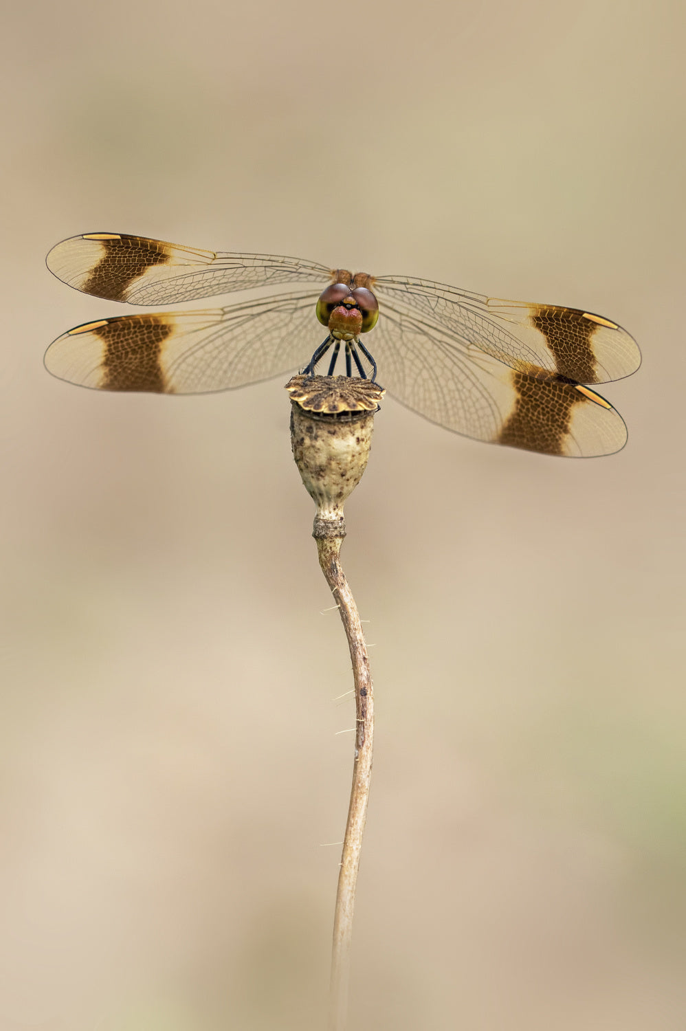 Banded Darter Poster och Canvastavla