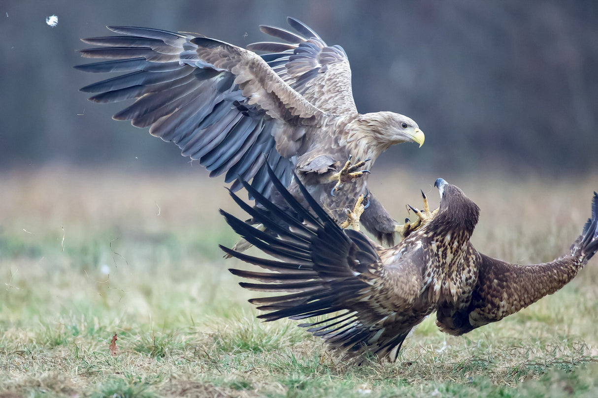 Eagle fights Poster och Canvastavla