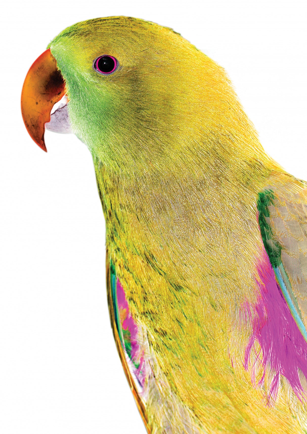 Polly Poster och Canvastavla