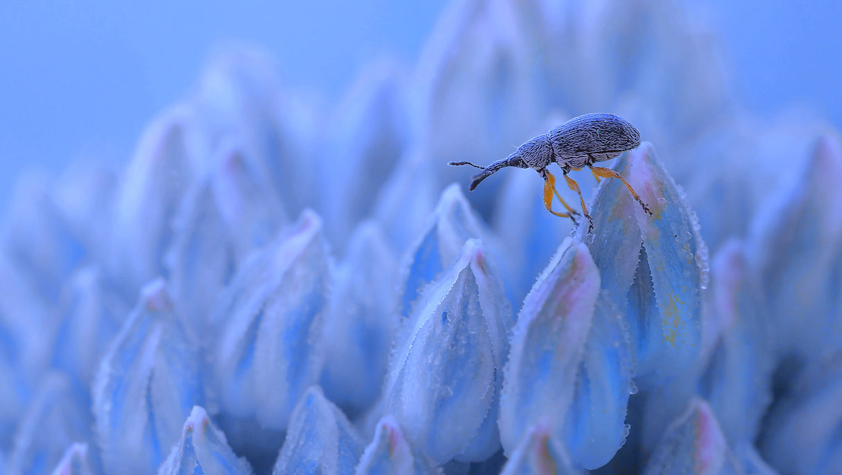 The solitude of the climber... Poster och Canvastavla