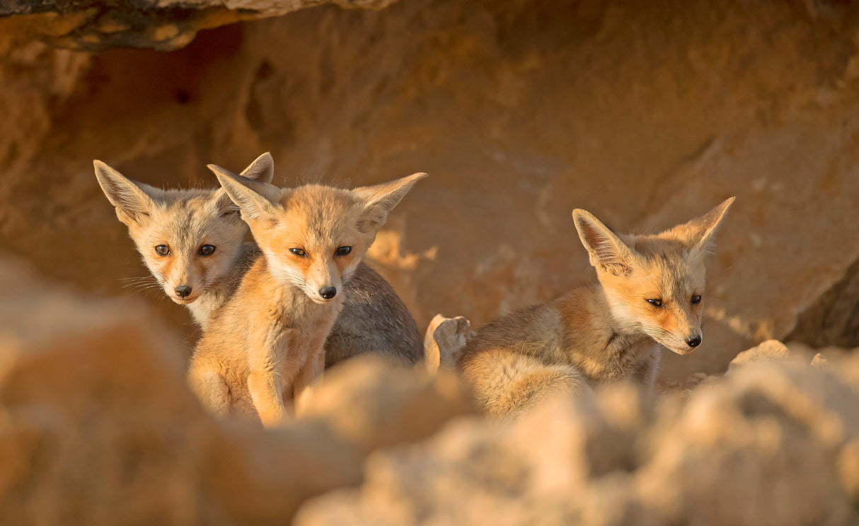 Foxes cubs on Sunset Poster och Canvastavla