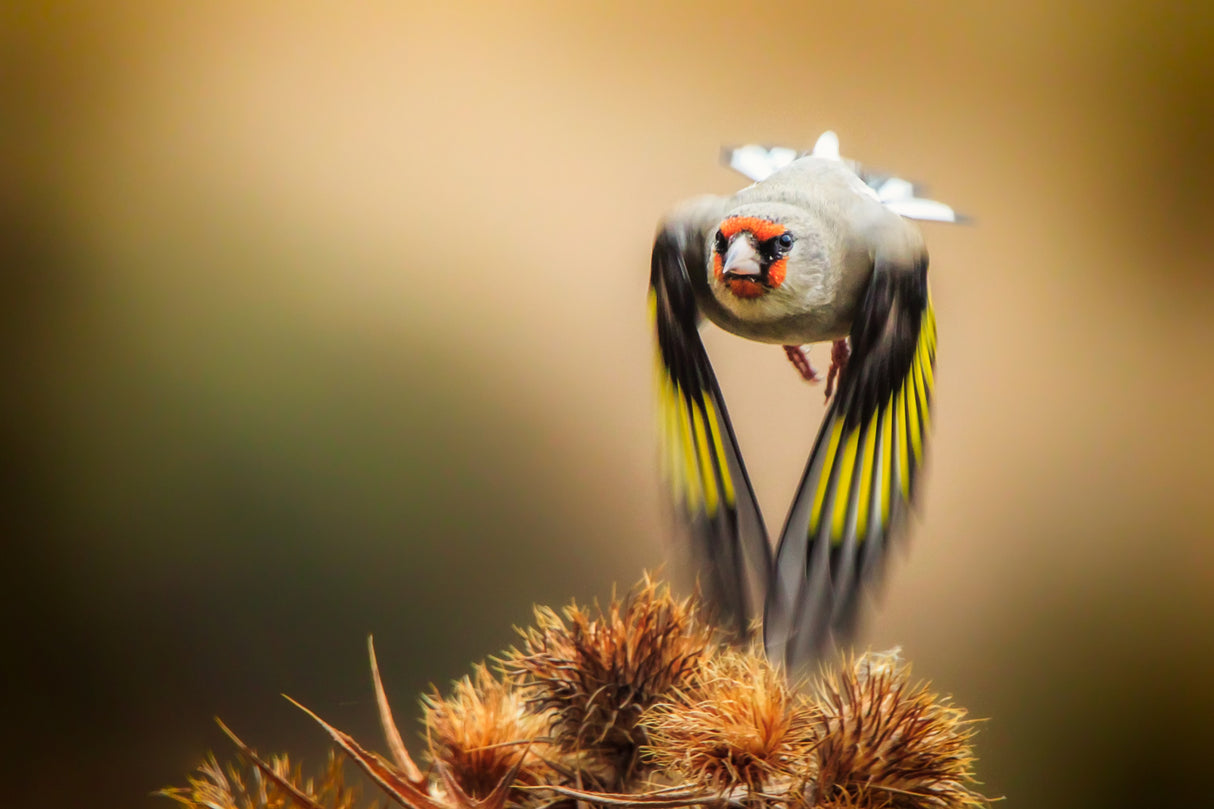 Goldfinch Poster och Canvastavla