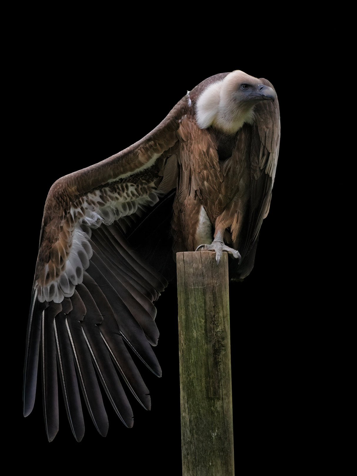 Gyps Fulvus Profil - Griffon Vulture Poster och Canvastavla