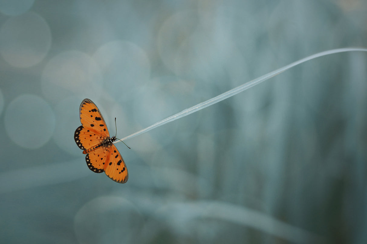 orange butterfly Poster och Canvastavla