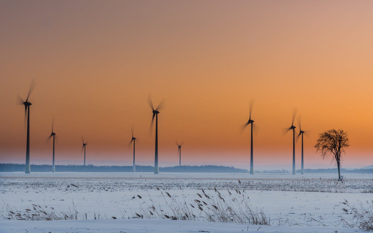 Wind turbines an a lonely tree Poster och Canvastavla