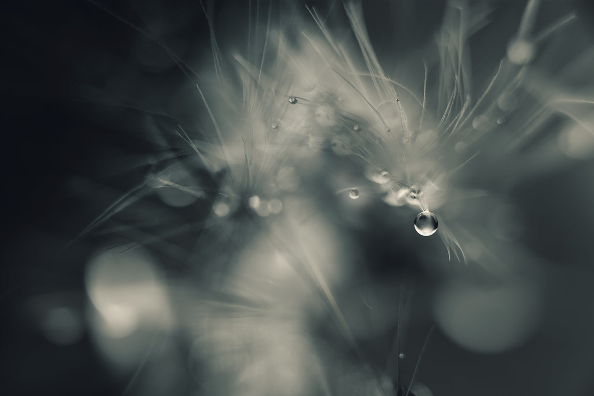 Don`t drop me Poster och Canvastavla