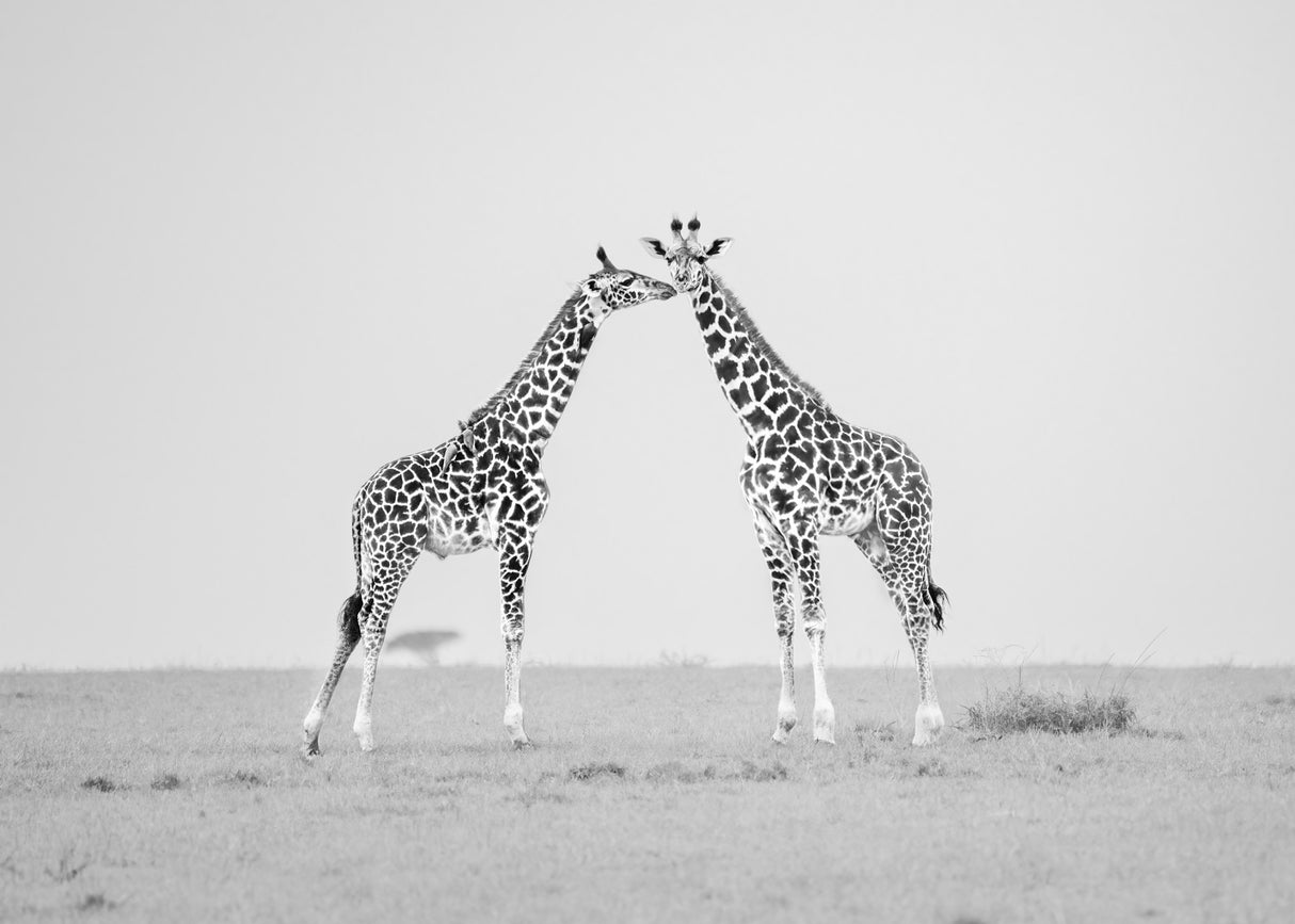Giraffe affection Poster och Canvastavla