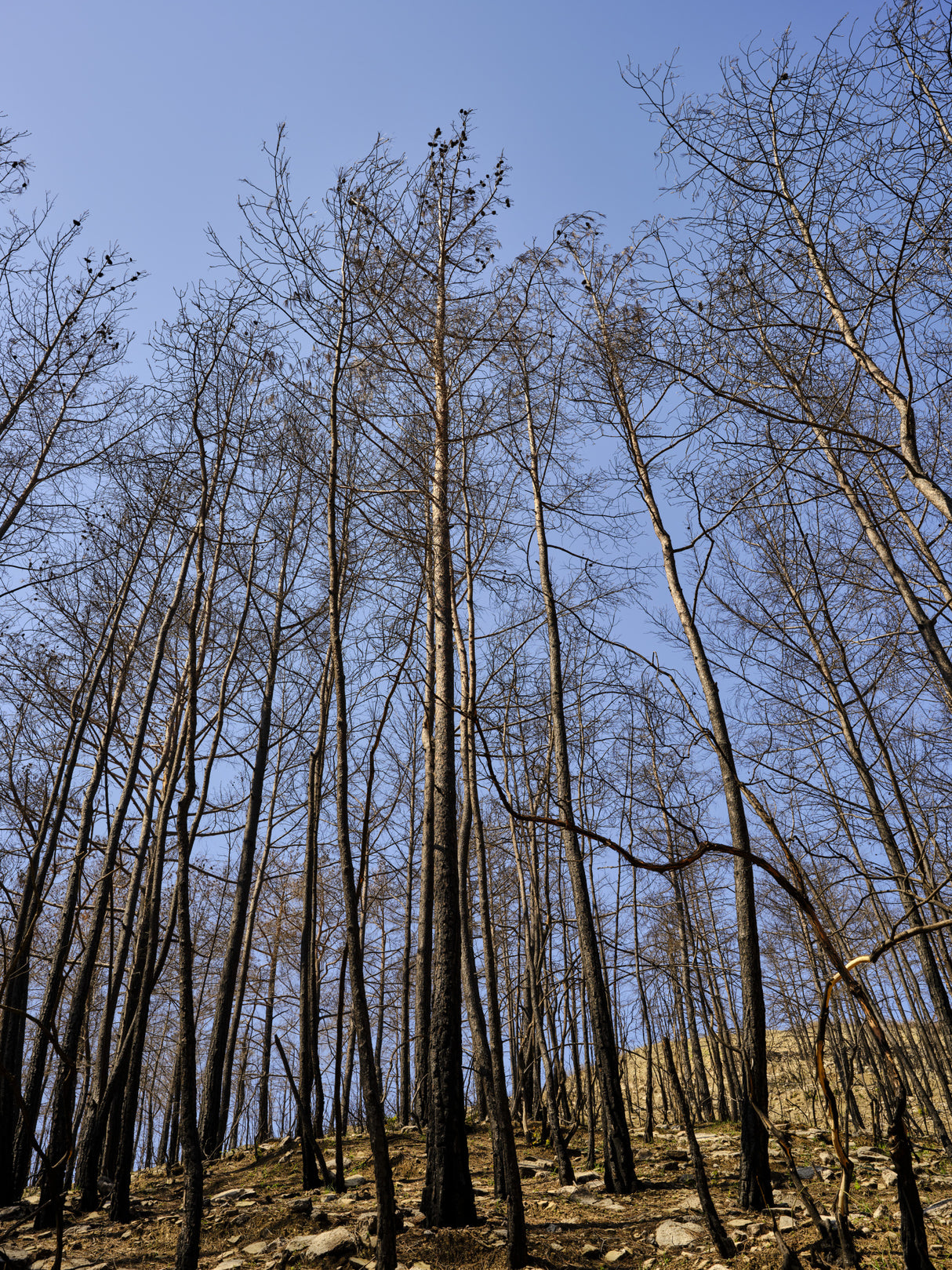 burnt trees in the forest Poster och Canvastavla