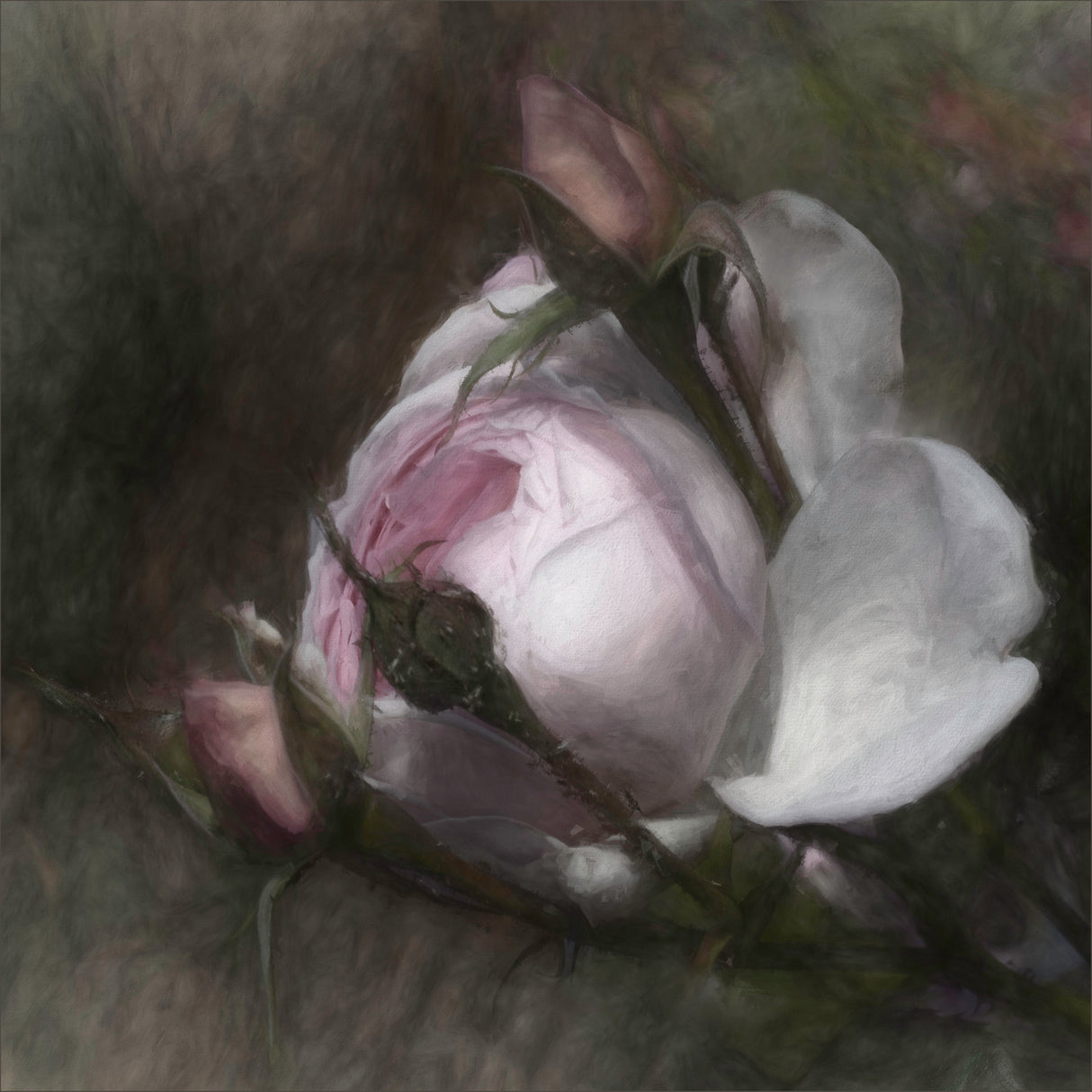 budding beauty Poster och Canvastavla