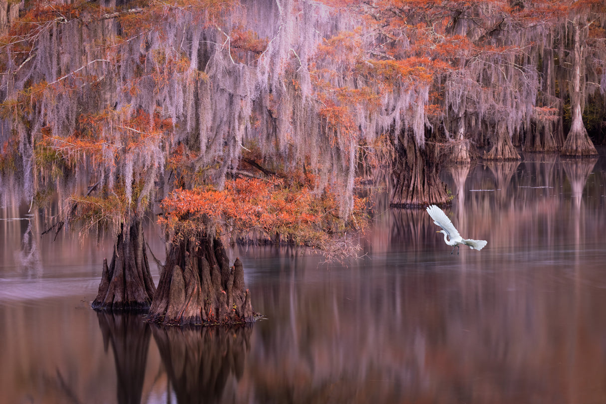 Egret and Cypress Poster och Canvastavla